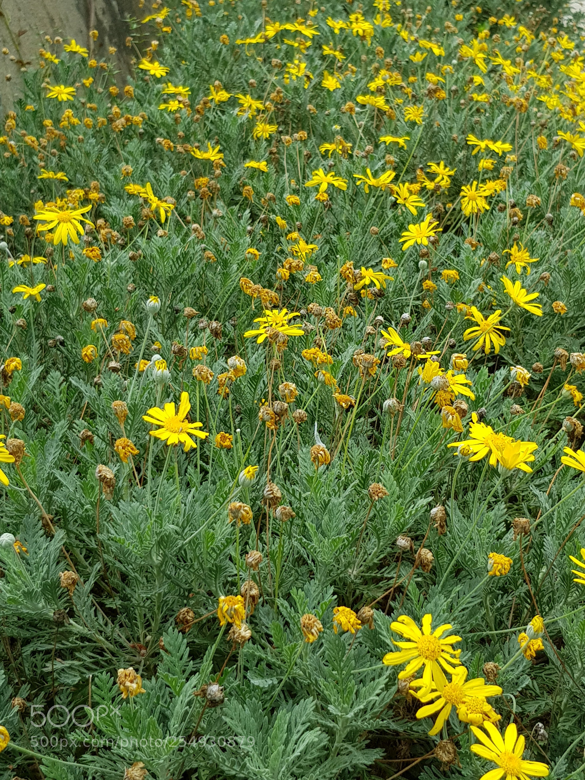 Samsung Galaxy S8 sample photo. Yellow flowers. photography