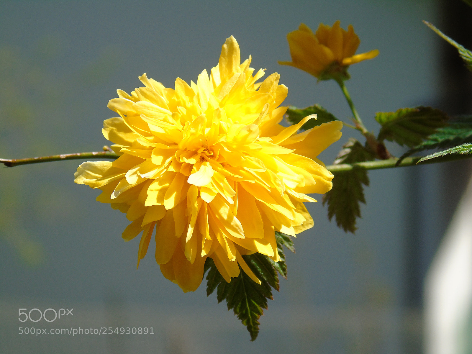 Sony Cyber-shot DSC-H400 sample photo. Macro photography of flowers photography