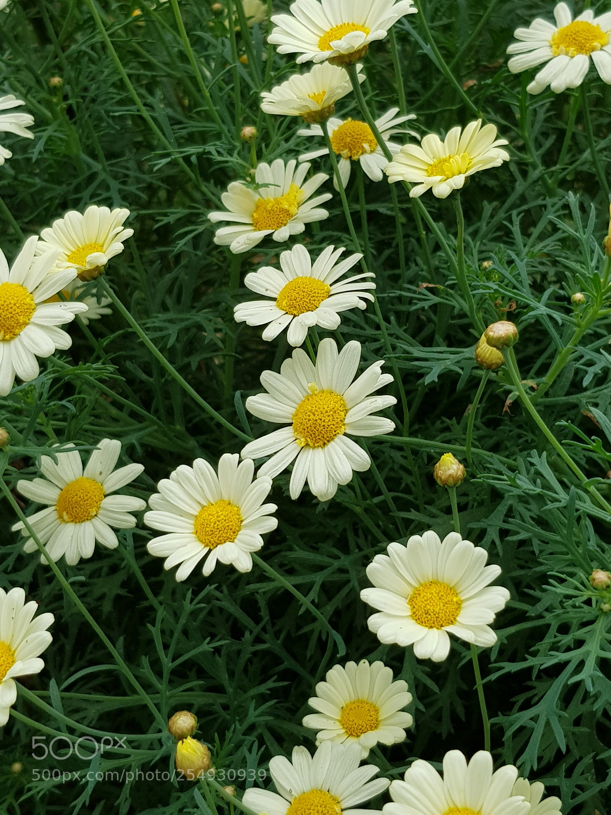 Samsung Galaxy S8 sample photo. Pretty flowers in turkey. photography