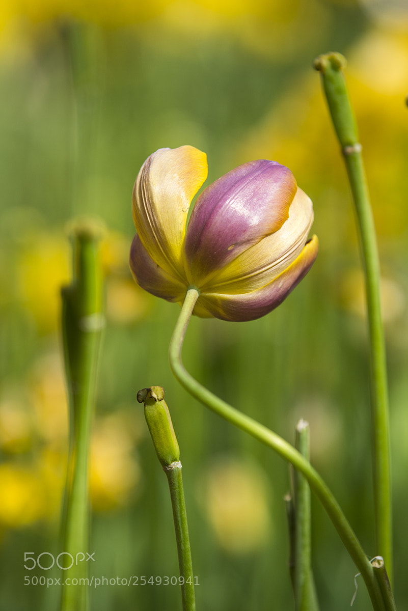 Nikon D610 sample photo. What happened? photography