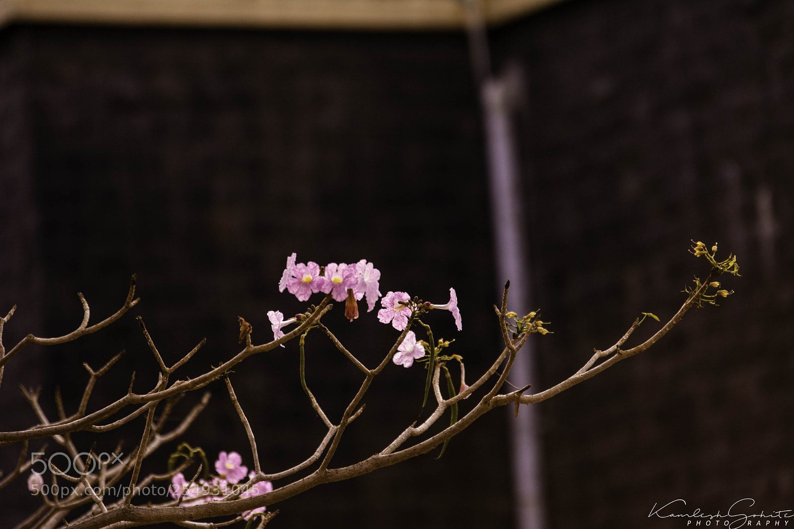 Nikon D5200 sample photo. Untitled photography