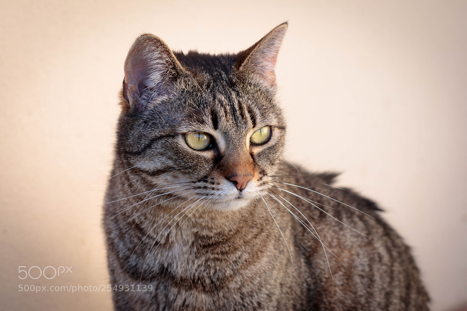 Canon EOS 80D sample photo. Penny photography