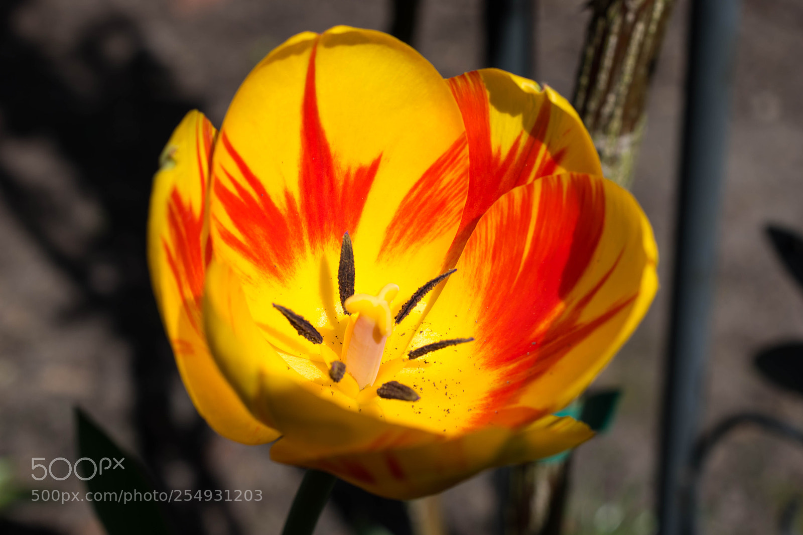 Nikon D5600 sample photo. Tulpenblüte photography
