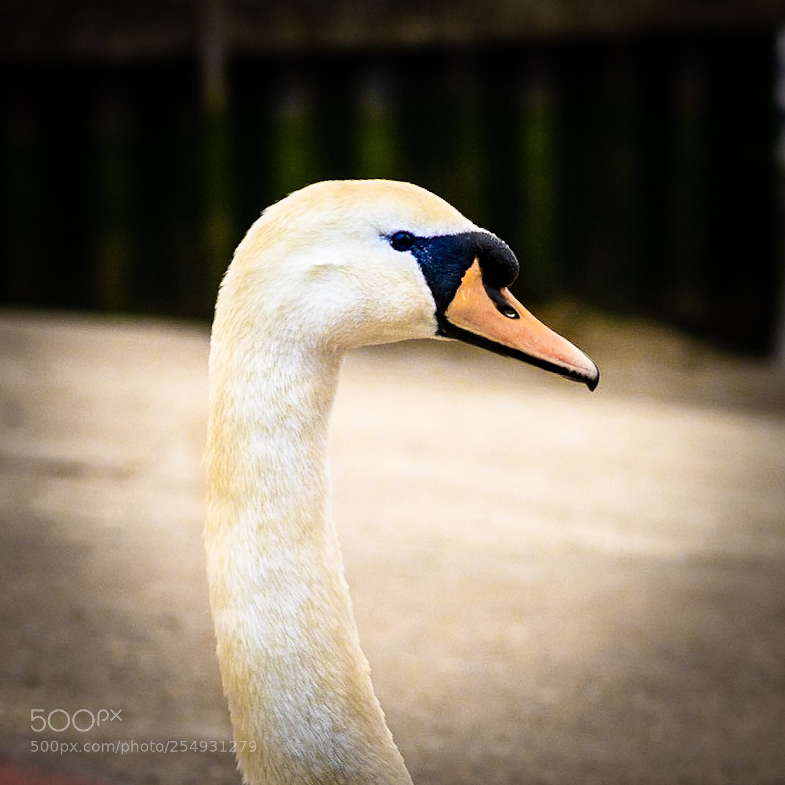 Sony a7R sample photo. Swan  photography