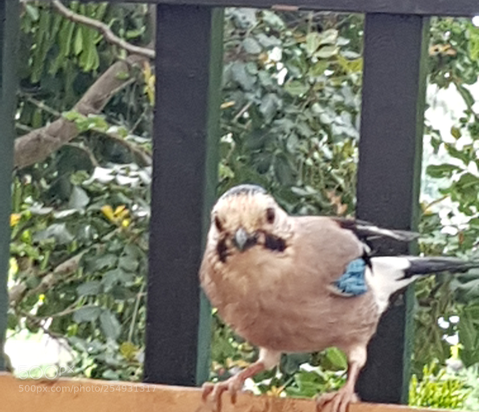 Samsung Galaxy S8 sample photo. Bird in turkey. photography