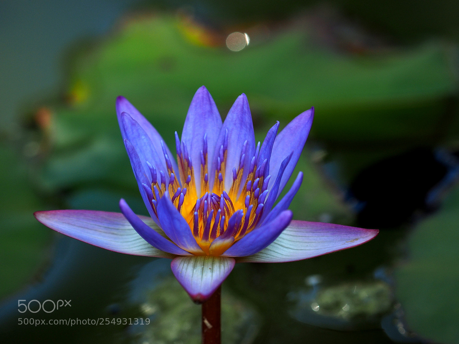 Olympus OM-D E-M1 sample photo. Tropical water lily photography