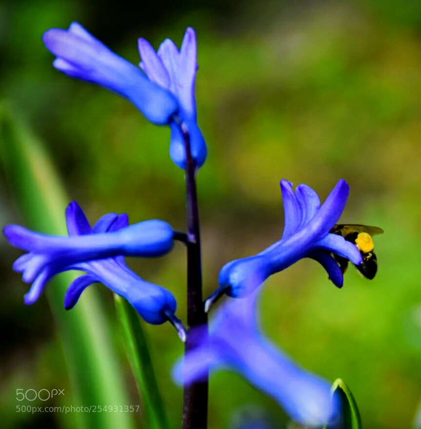 Nikon D5300 sample photo. Springtime...blue and bee photography