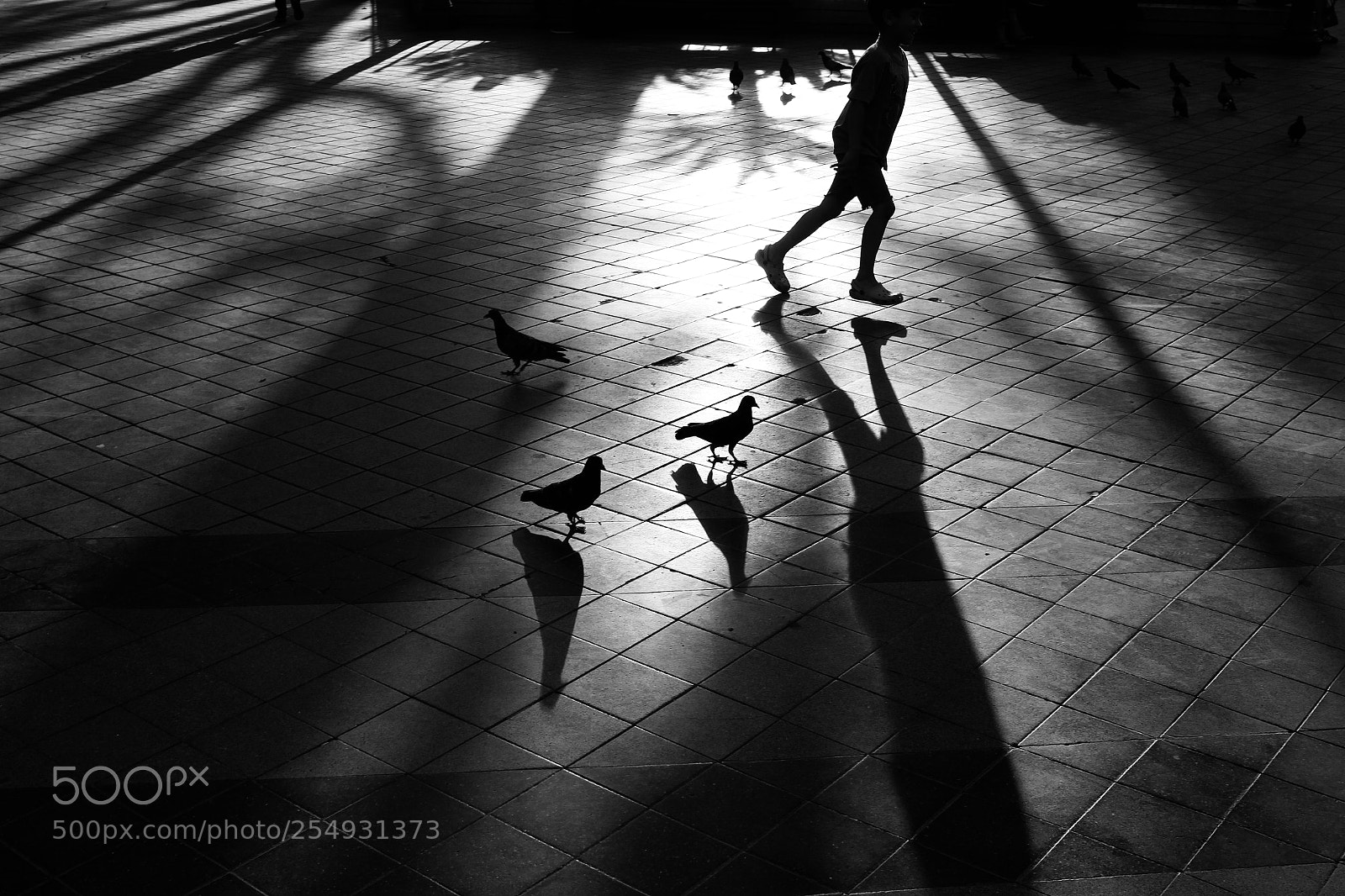 Canon EOS 600D (Rebel EOS T3i / EOS Kiss X5) sample photo. Pigeon chasing photography