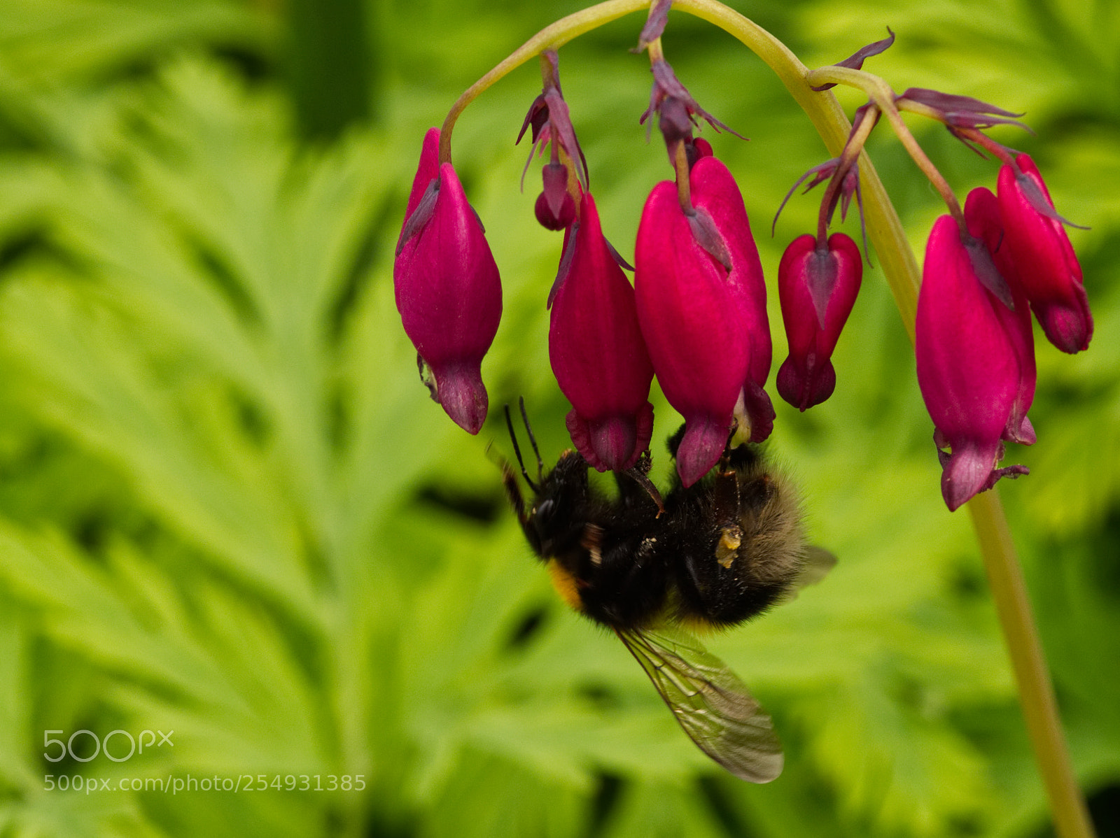 Olympus OM-D E-M5 II sample photo. Bee on dicentra photography