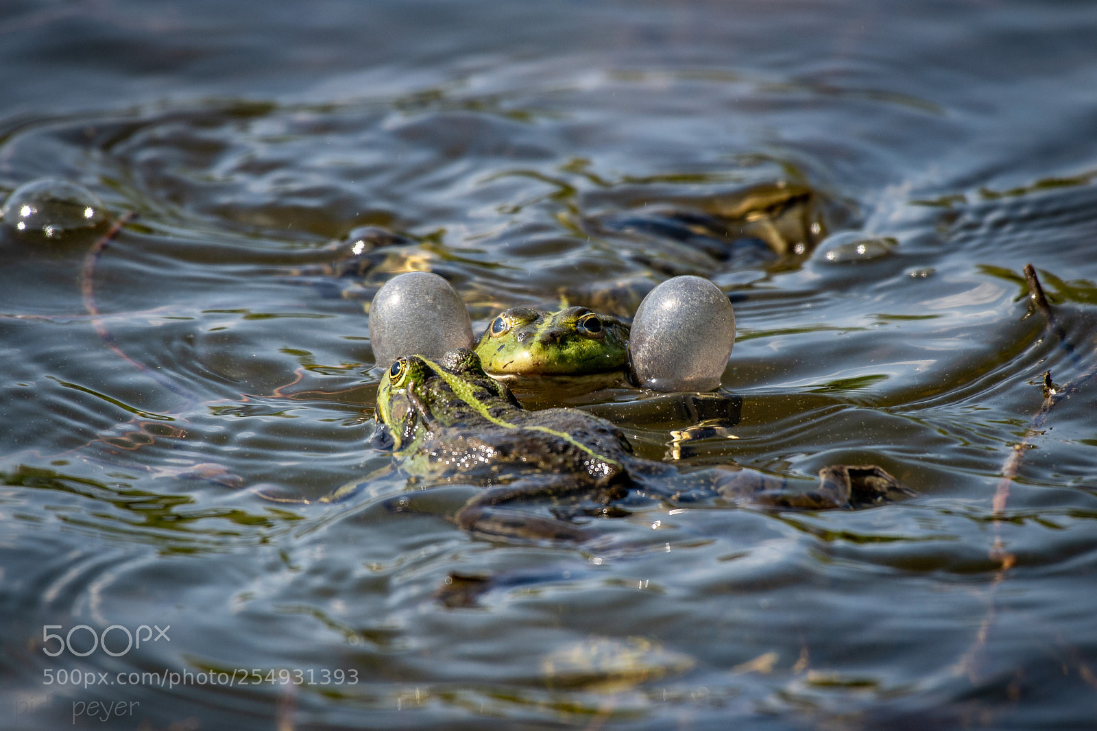 Nikon D5 sample photo. Frog in pond photography
