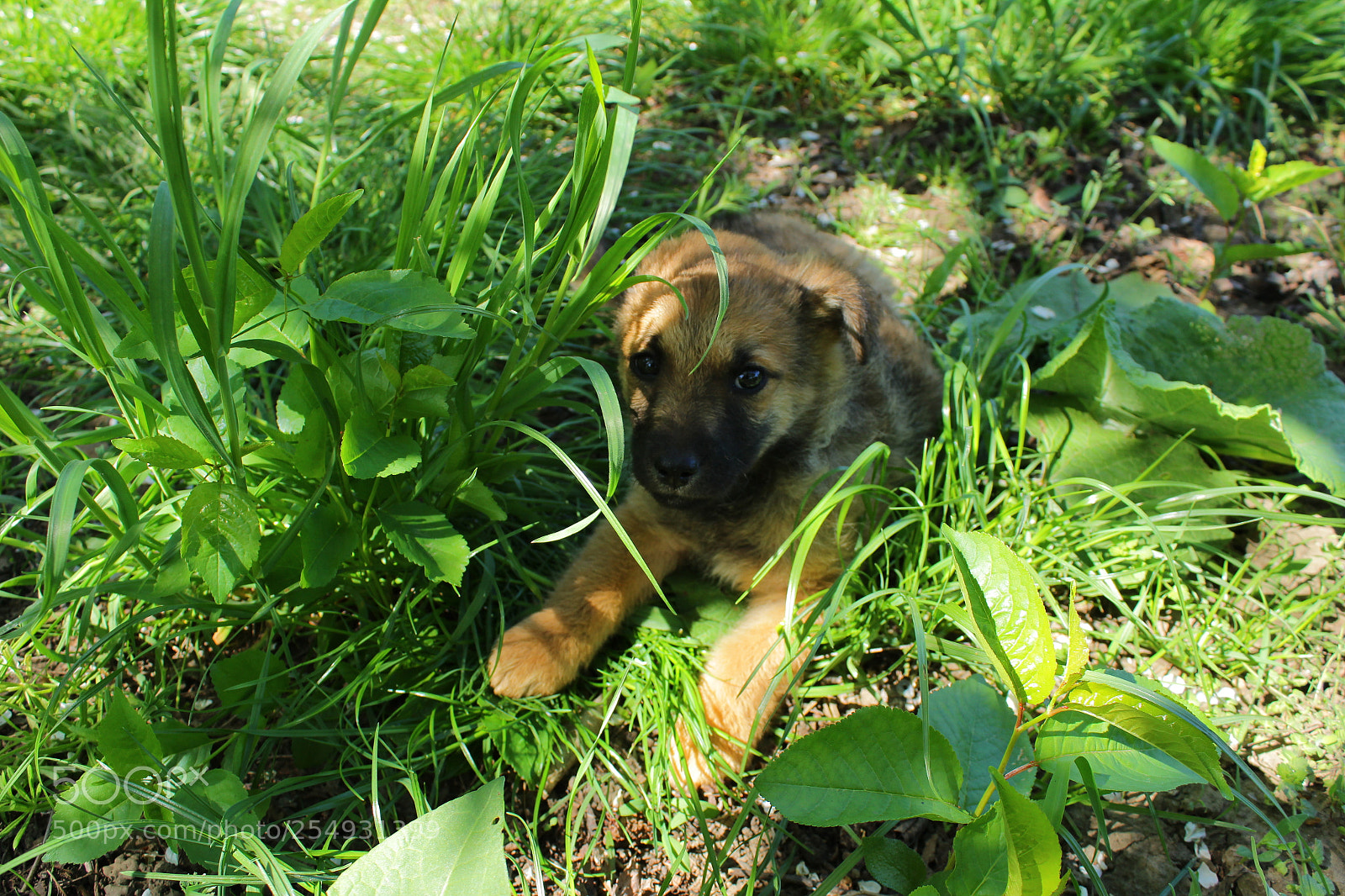 Canon EOS 1300D (EOS Rebel T6 / EOS Kiss X80) sample photo. Puppy photography