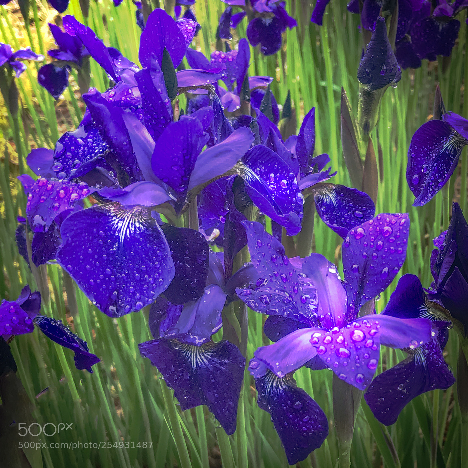 Apple iPhone 7 Plus sample photo. Purple lily majesties photography
