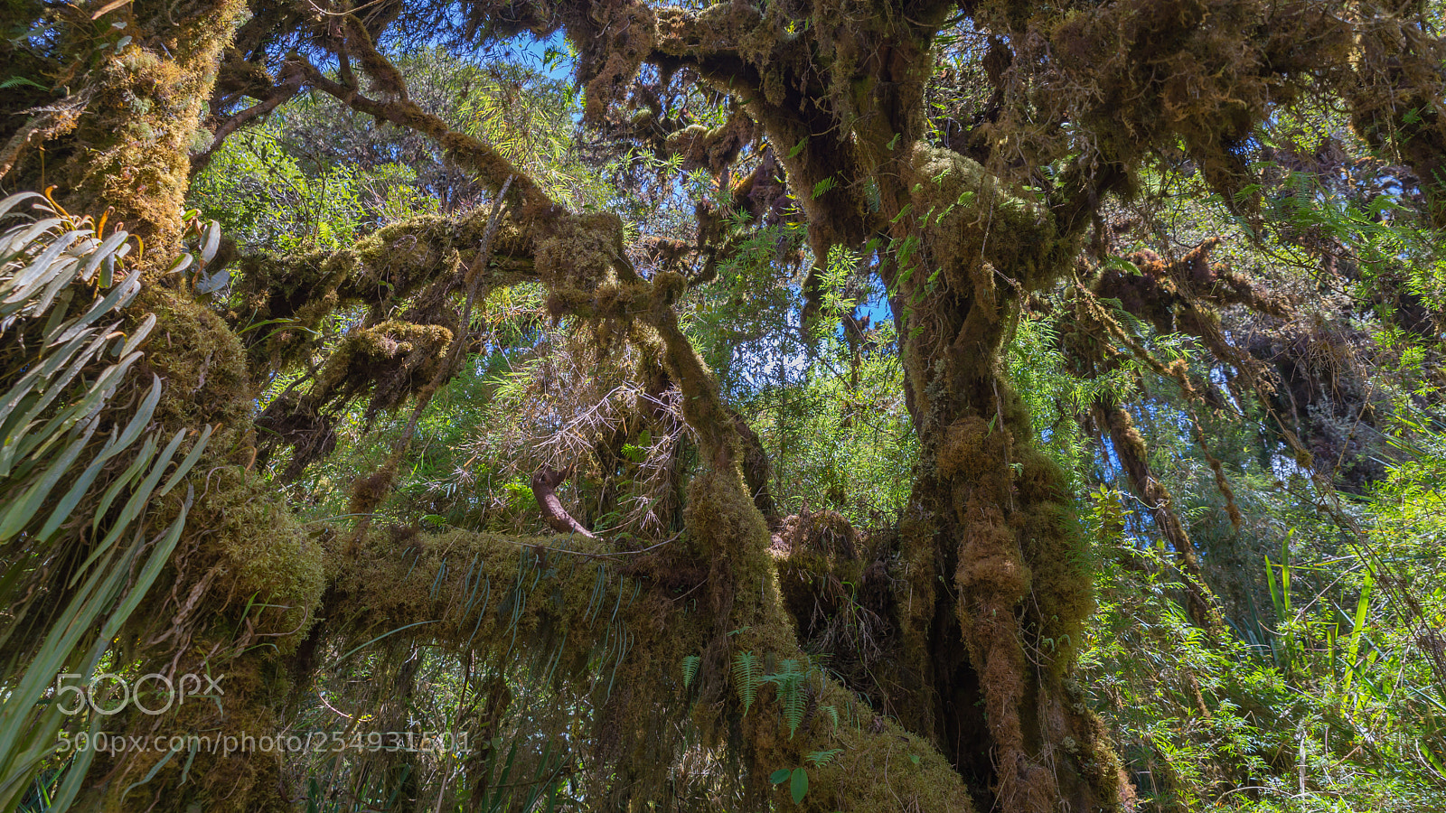 Nikon D610 sample photo. Wild forest - inka photography