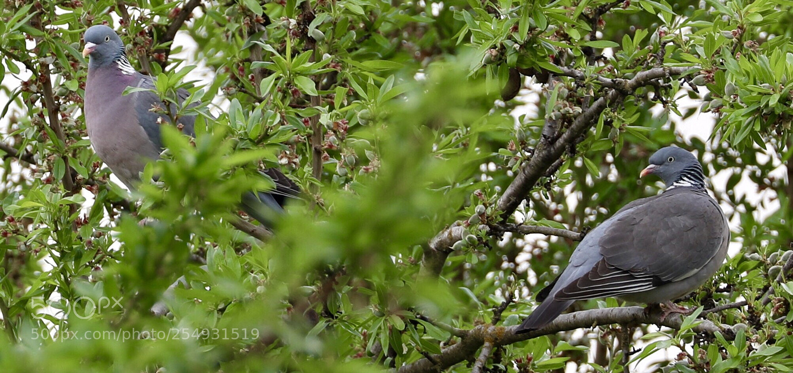 Canon EOS 5D Mark IV sample photo. Palomas photography
