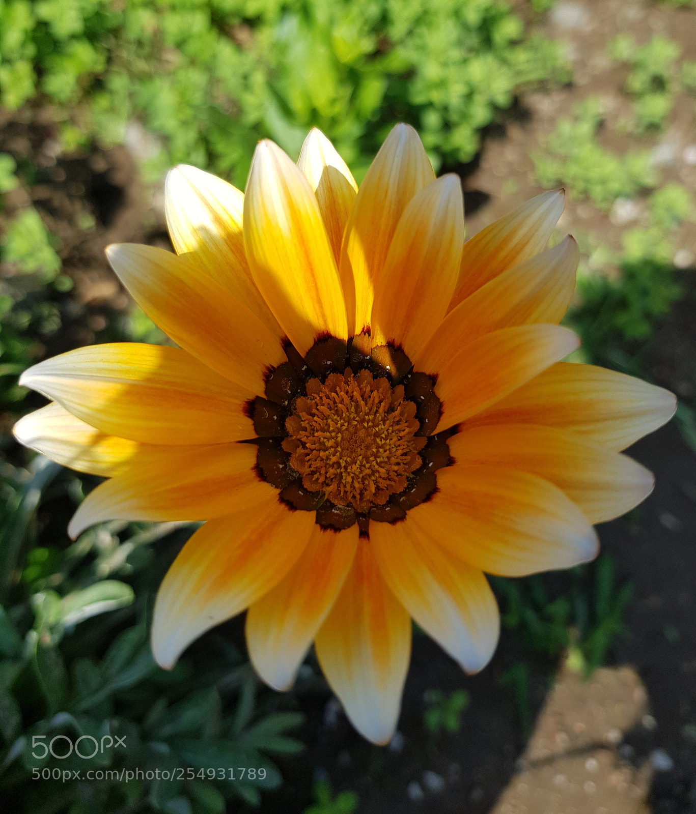 Samsung Galaxy S8 sample photo. Beautiful flower. photography