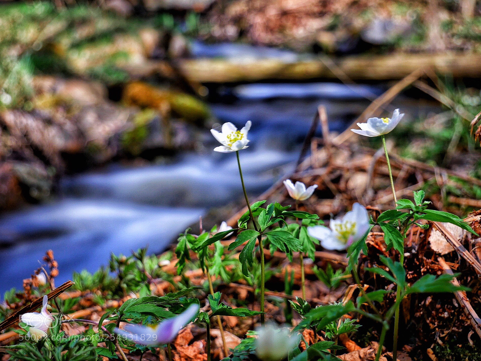 Panasonic Lumix DMC-G7 sample photo. Wood anemone photography