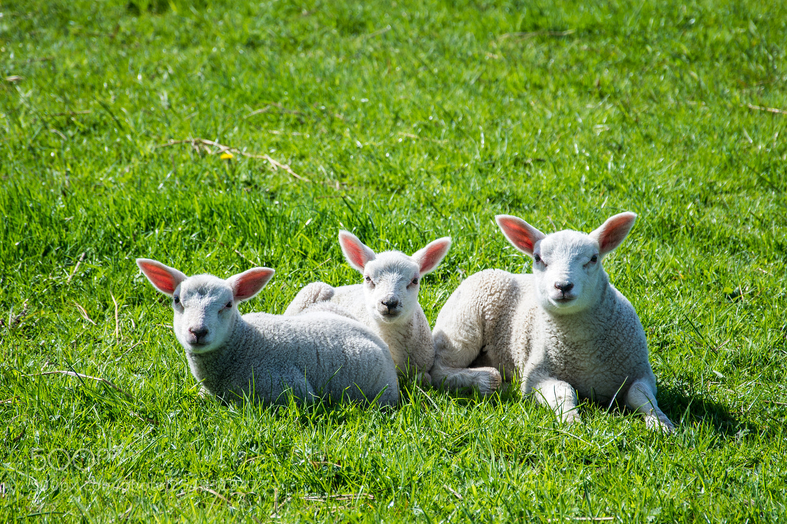 Nikon D7200 sample photo. Young lambs photography