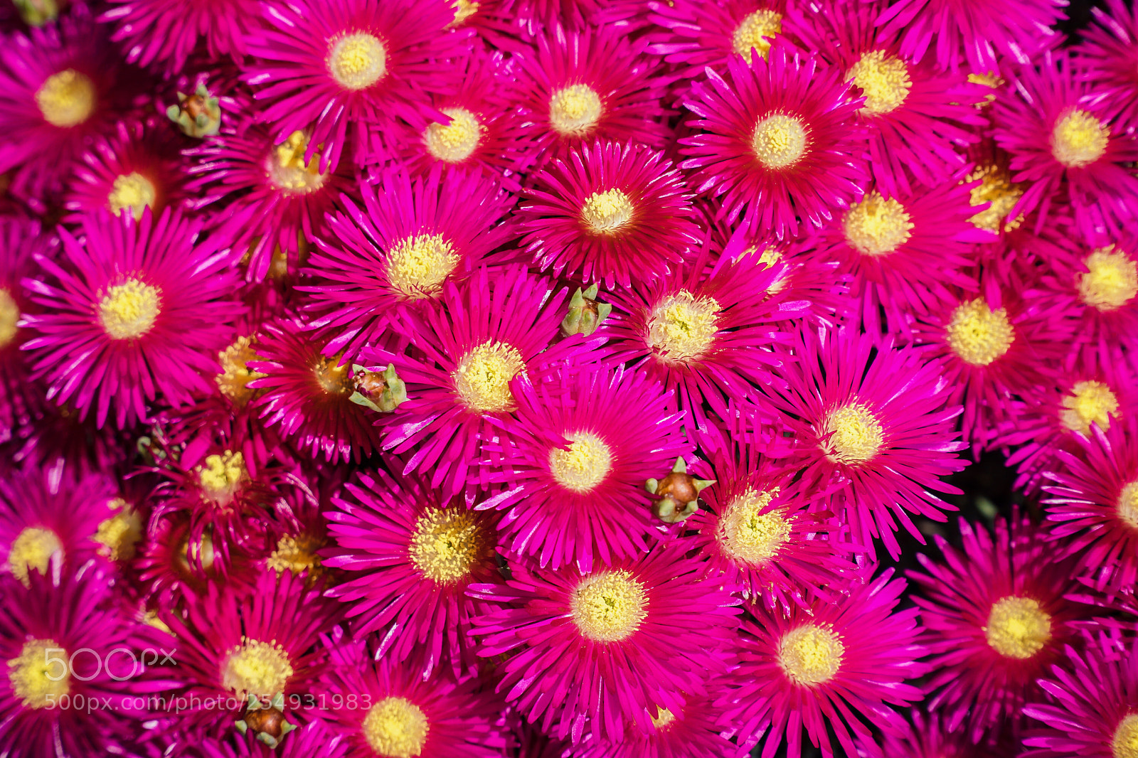 Sony a6500 sample photo. Μesembryanthemum photography