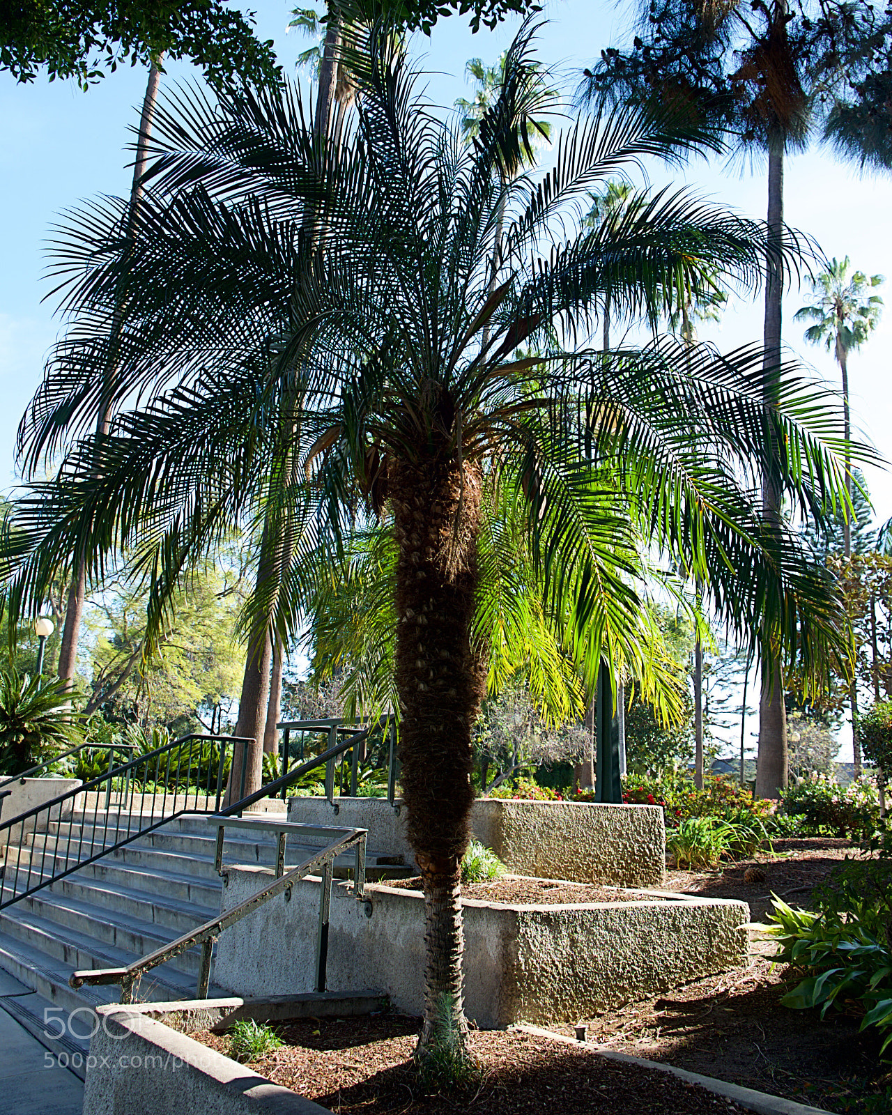 Fujifilm X-E2S sample photo. Lil palm photography