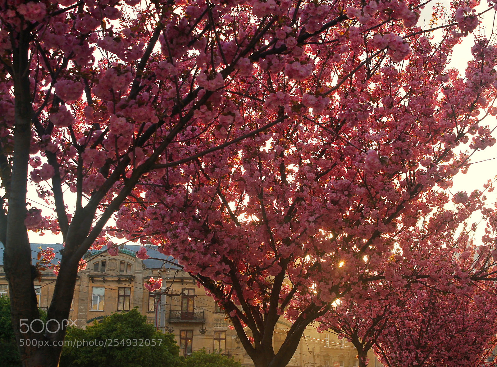 Canon EOS 1100D (EOS Rebel T3 / EOS Kiss X50) sample photo. Sakura in ukraine photography