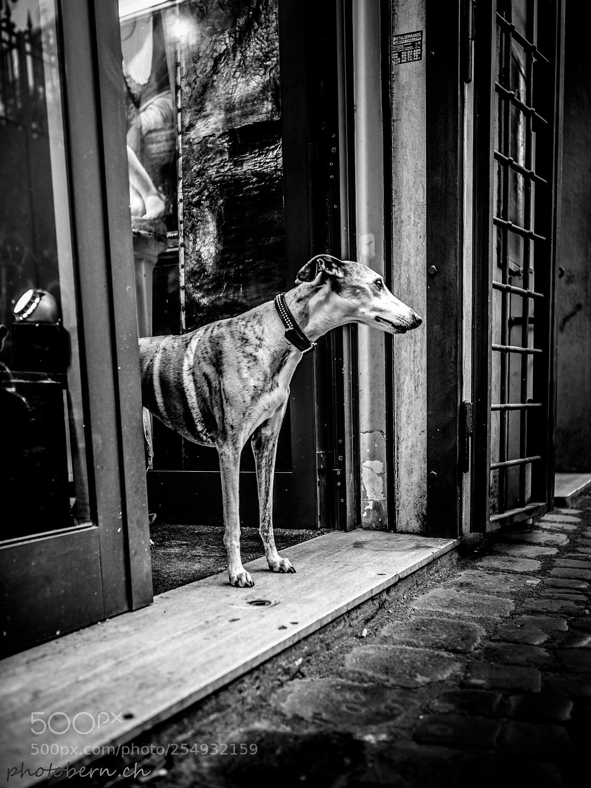 Olympus OM-D E-M1 Mark II sample photo. Hund photography