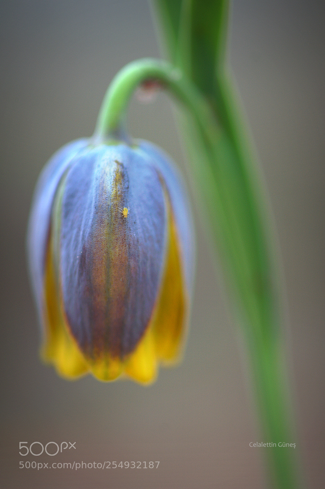 Nikon D300 sample photo. Fitillaria elwesii photography