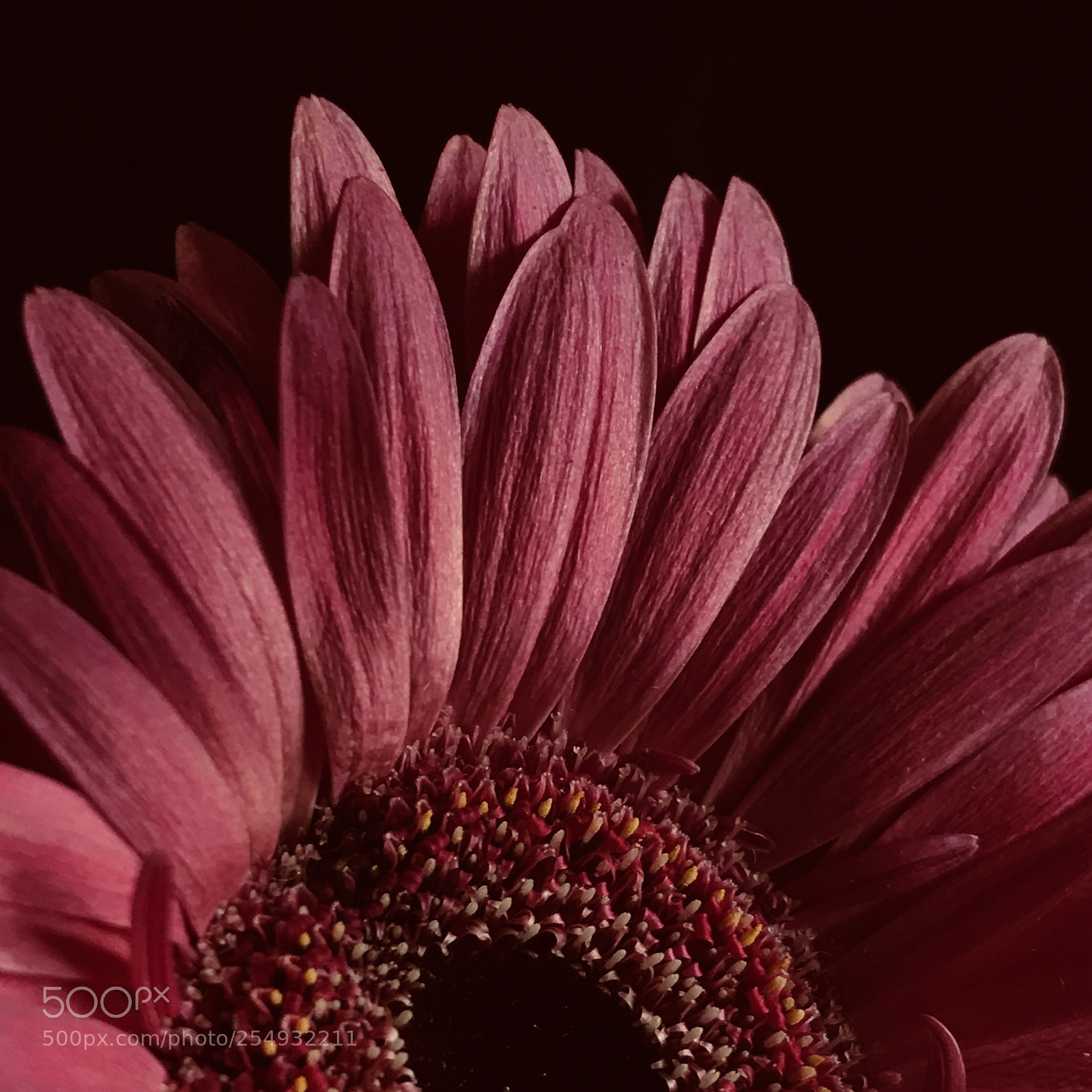 Apple iPhone 7 Plus sample photo. Daisy rising photography