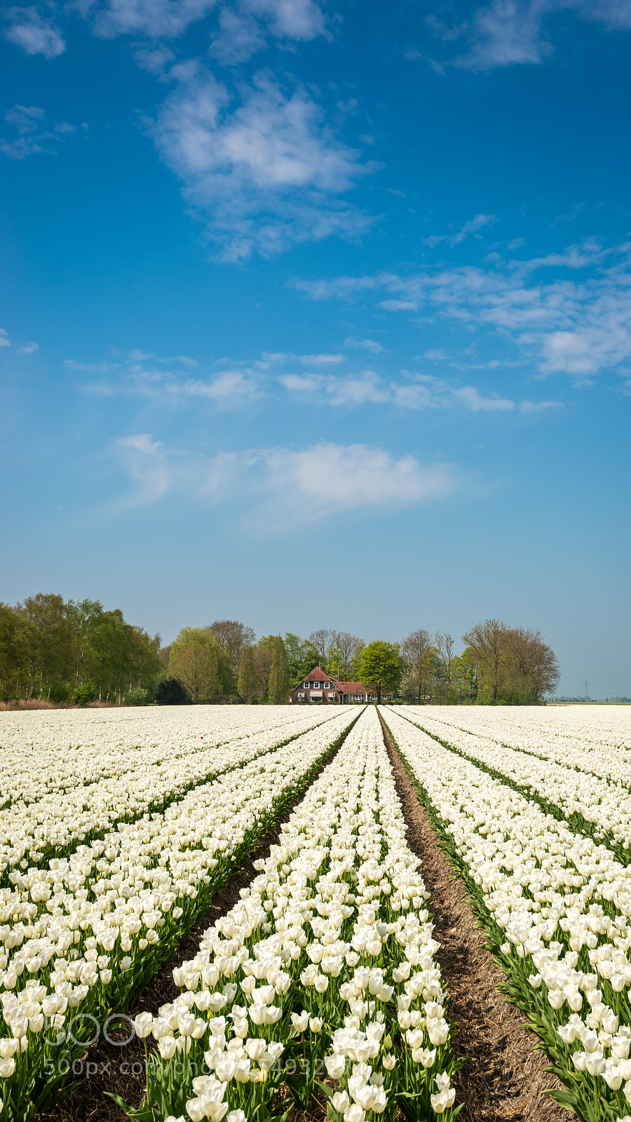 Nikon D800 sample photo. Tulips1 photography