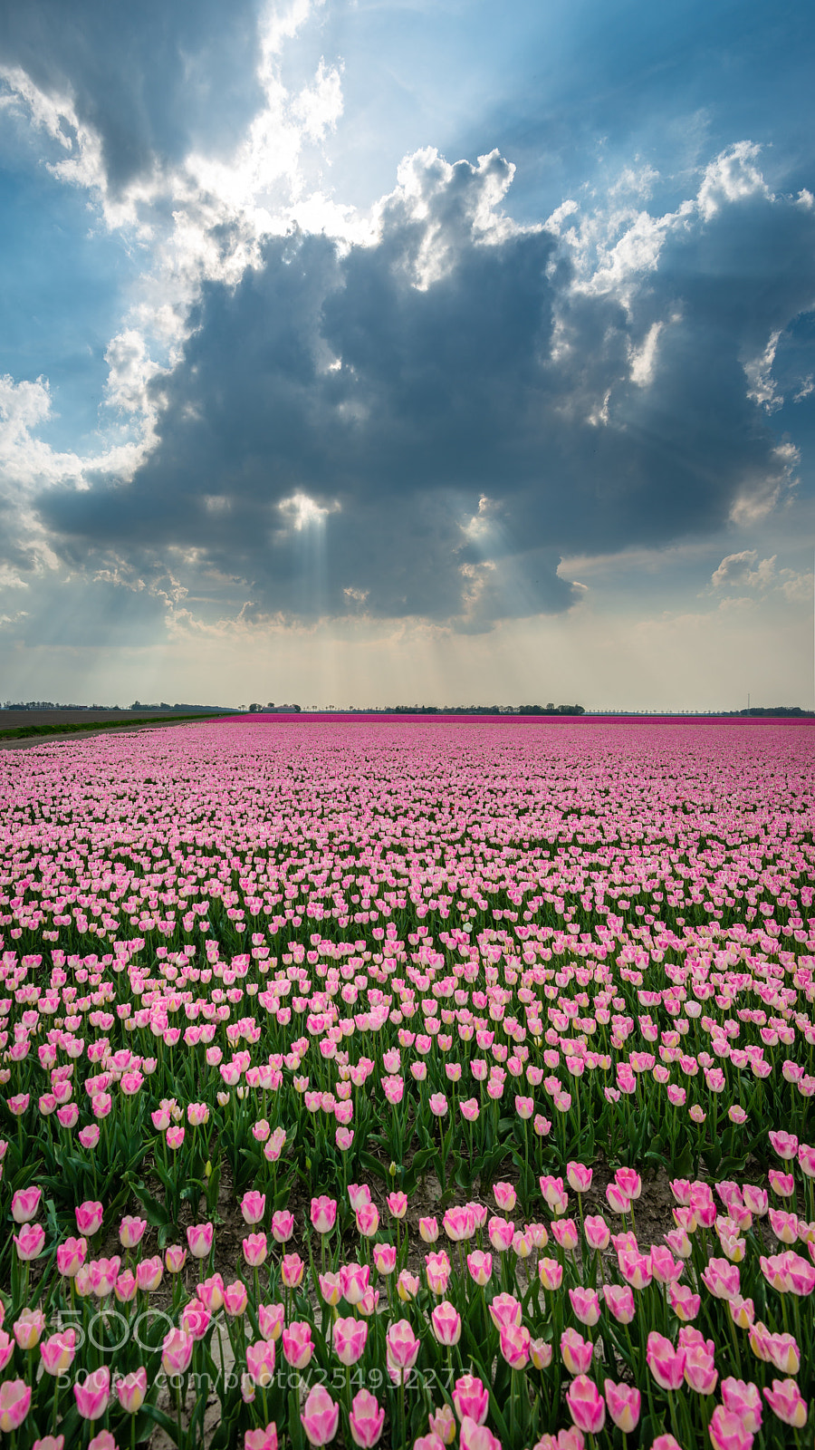 Nikon D800 sample photo. Tulips2 photography