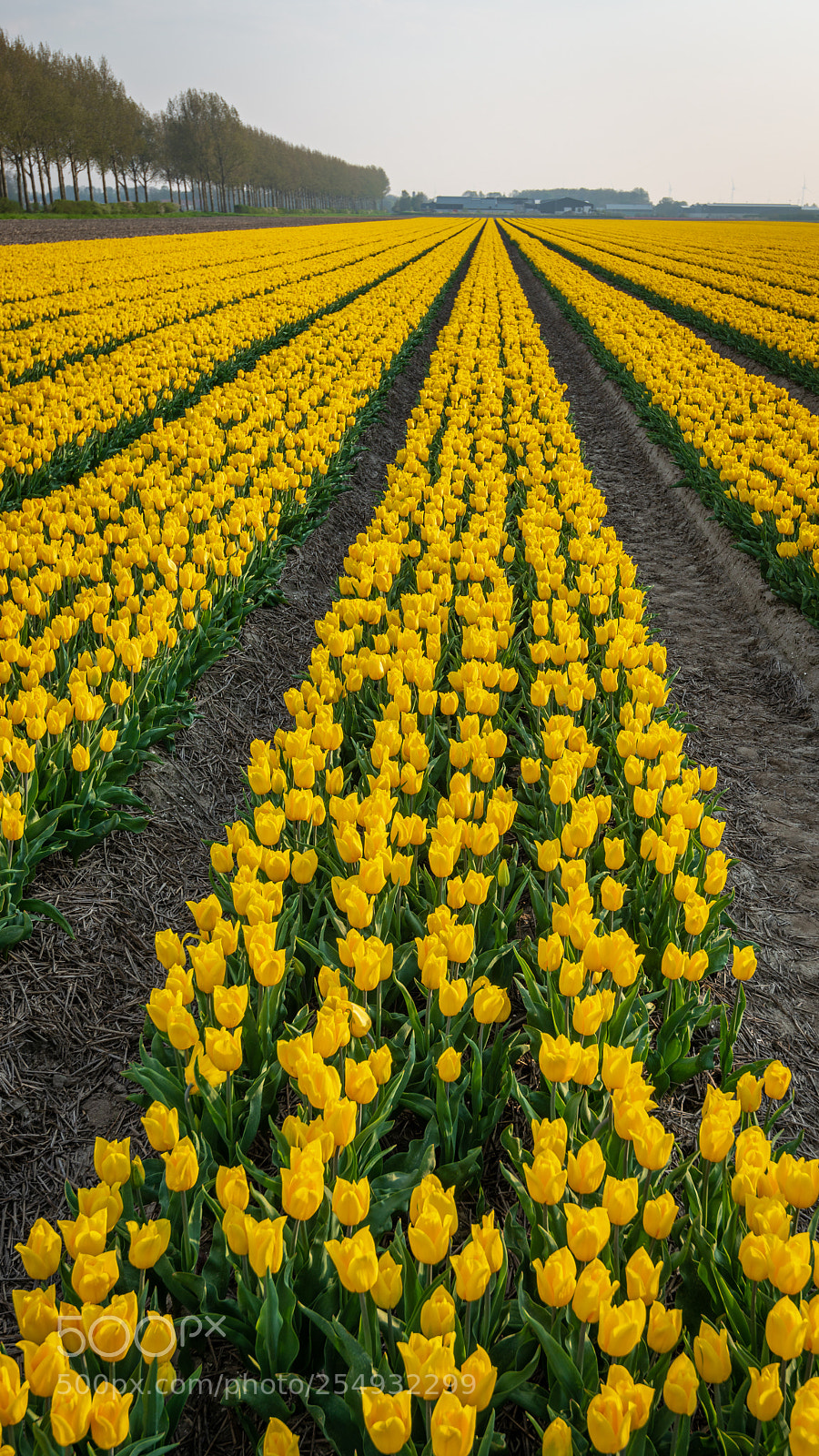 Nikon D800 sample photo. Tulips4 photography
