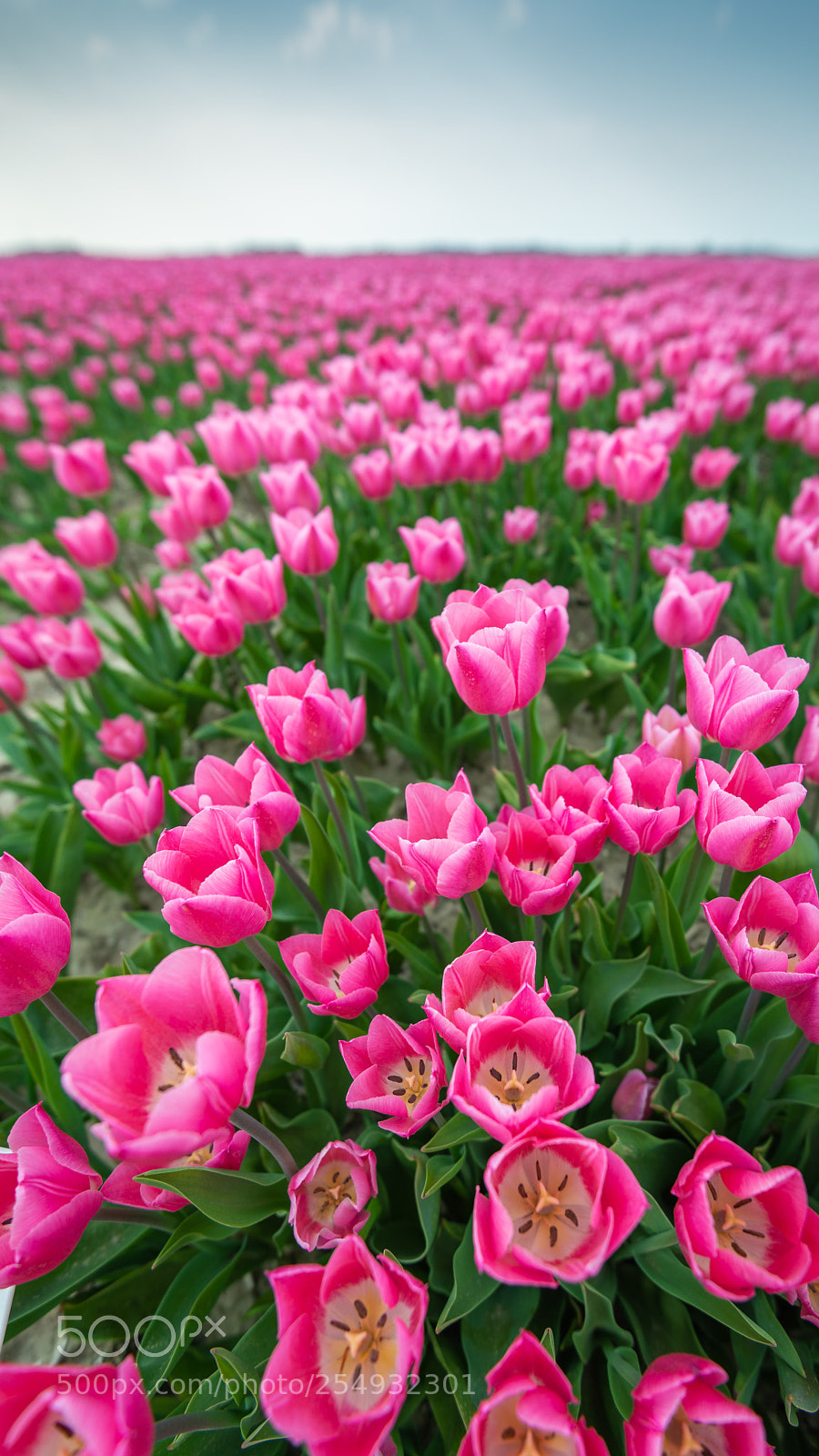 Nikon D800 sample photo. Tulips3 photography