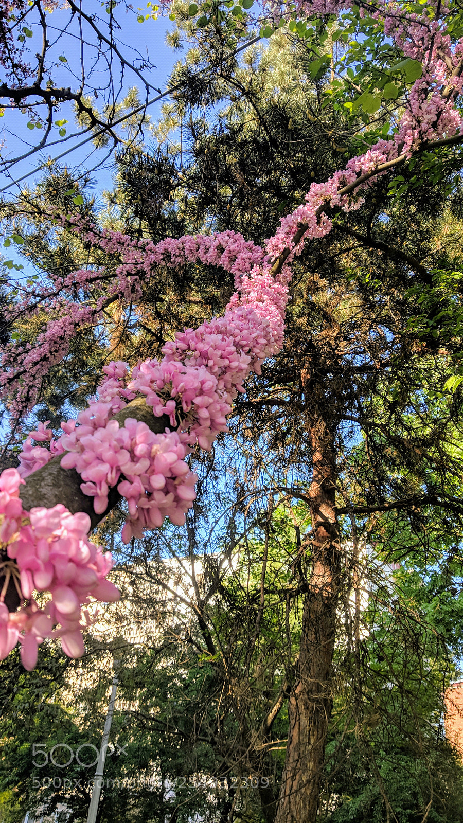 Xiaomi Mi A1 sample photo. Blooming tree. photography