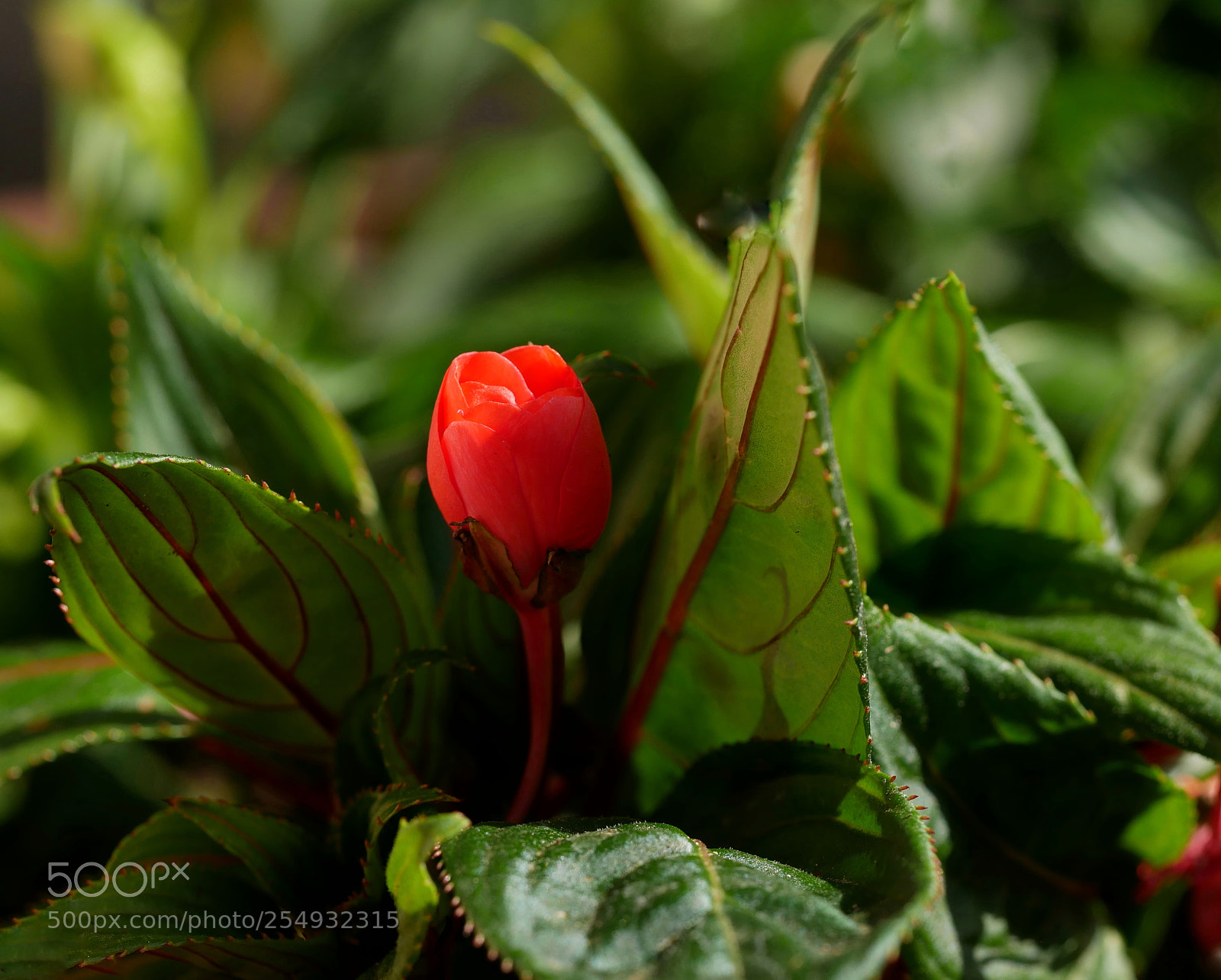 Panasonic Lumix DMC-GX85 (Lumix DMC-GX80 / Lumix DMC-GX7 Mark II) sample photo. \{|}/... photography