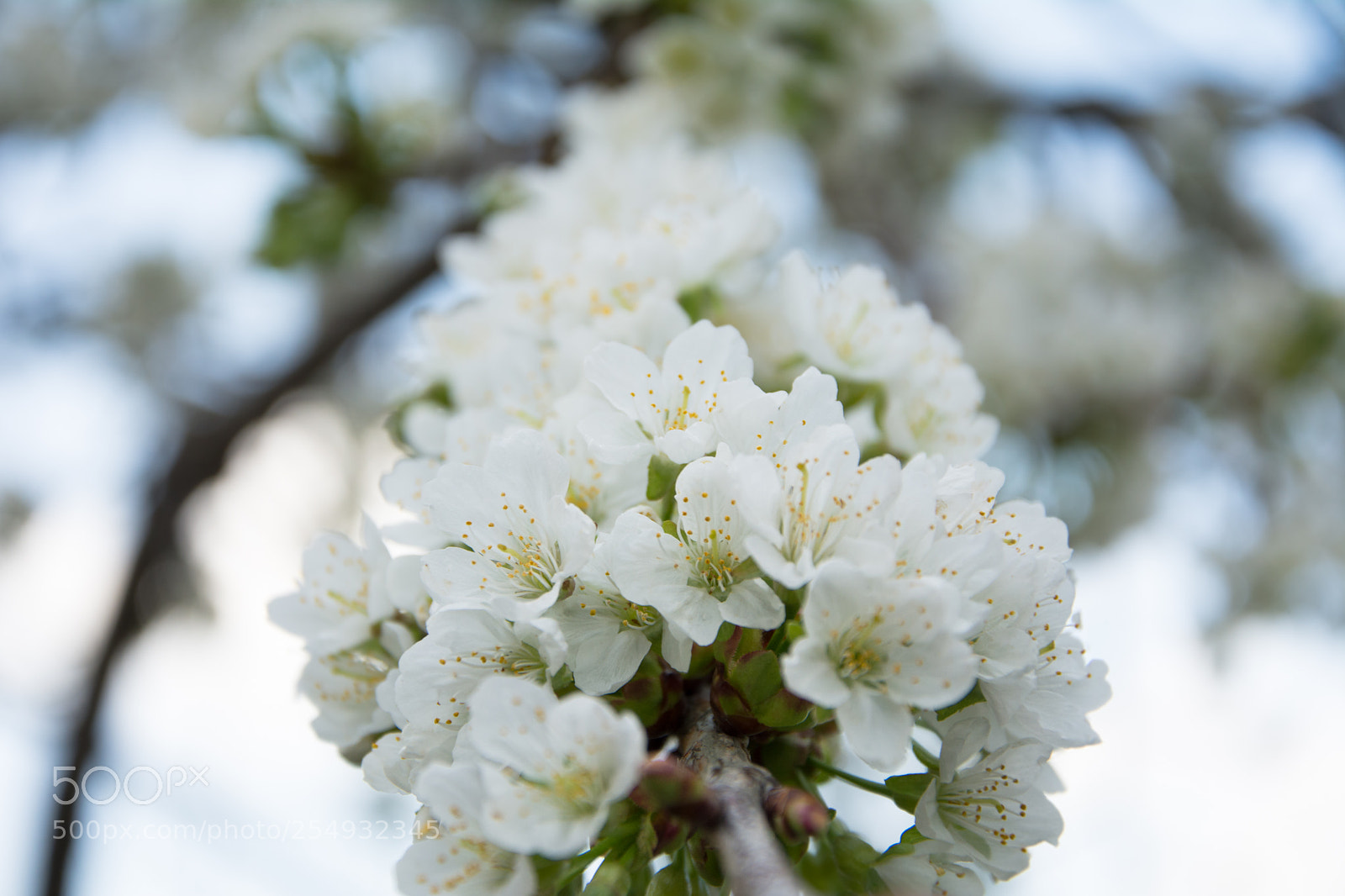 Nikon D7100 sample photo. A branch of white photography