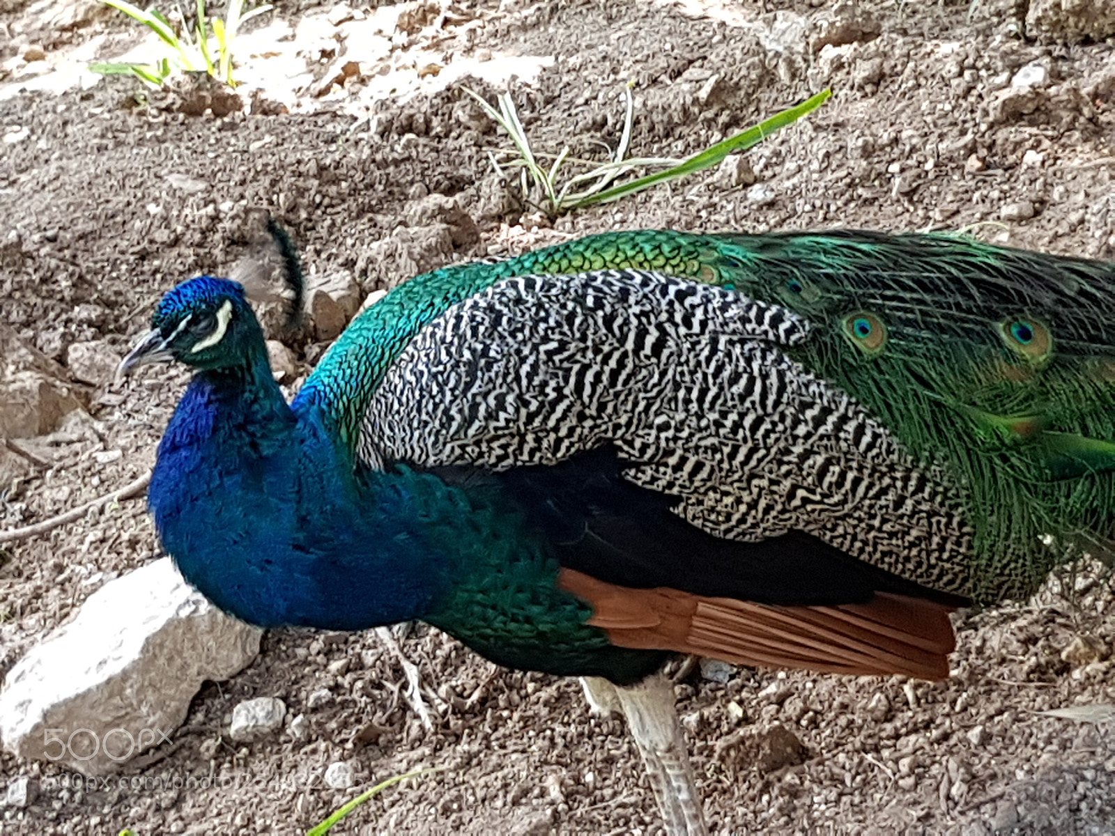 Samsung Galaxy S8 sample photo. Peacock. photography