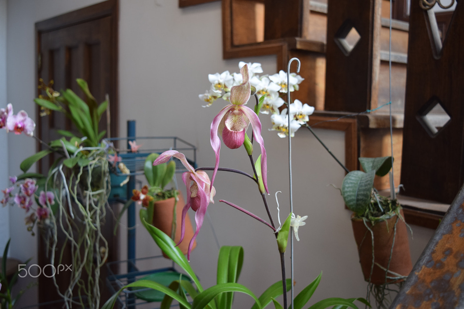 Nikon D5300 sample photo. Orquidea photography