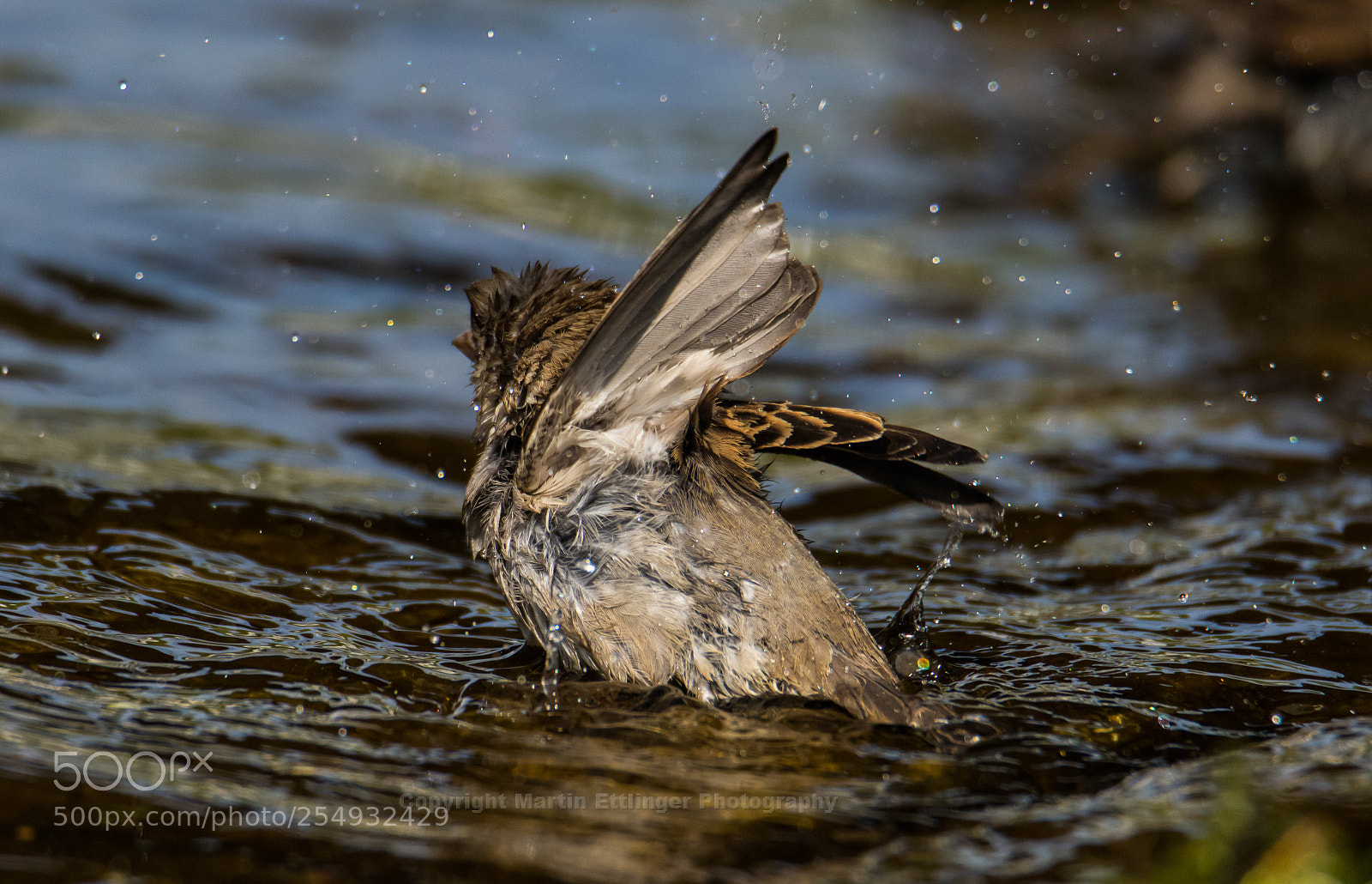 Canon EOS 7D Mark II sample photo. Bath time for a photography