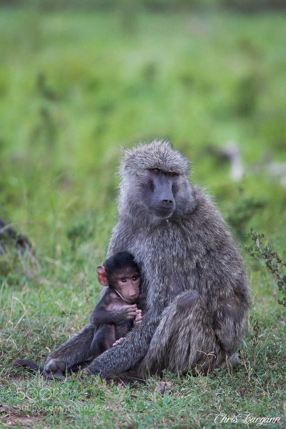 Canon EOS-1D X sample photo. In mummy's arms photography