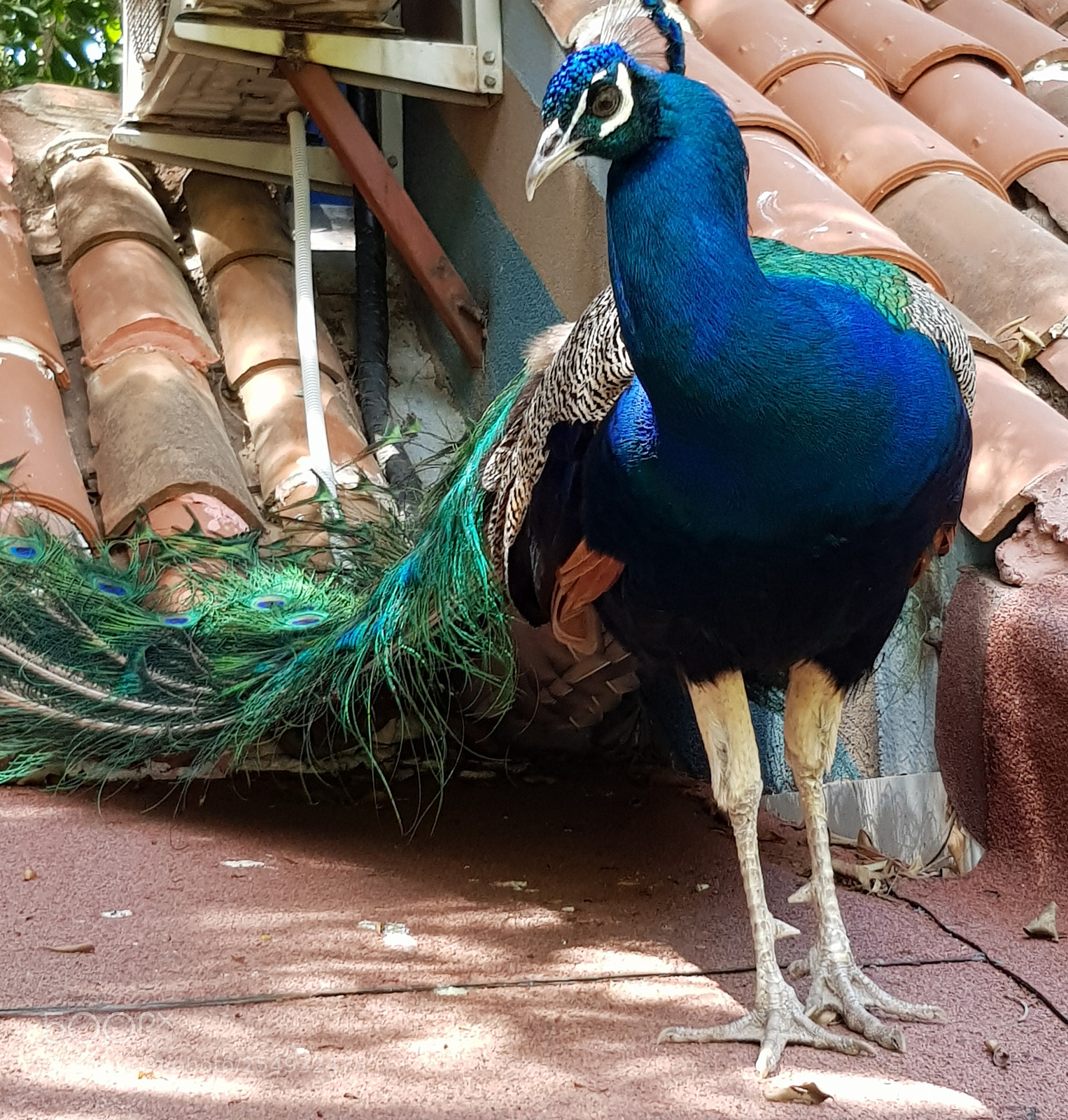 Samsung Galaxy S8 sample photo. Gorgeous peacock. photography