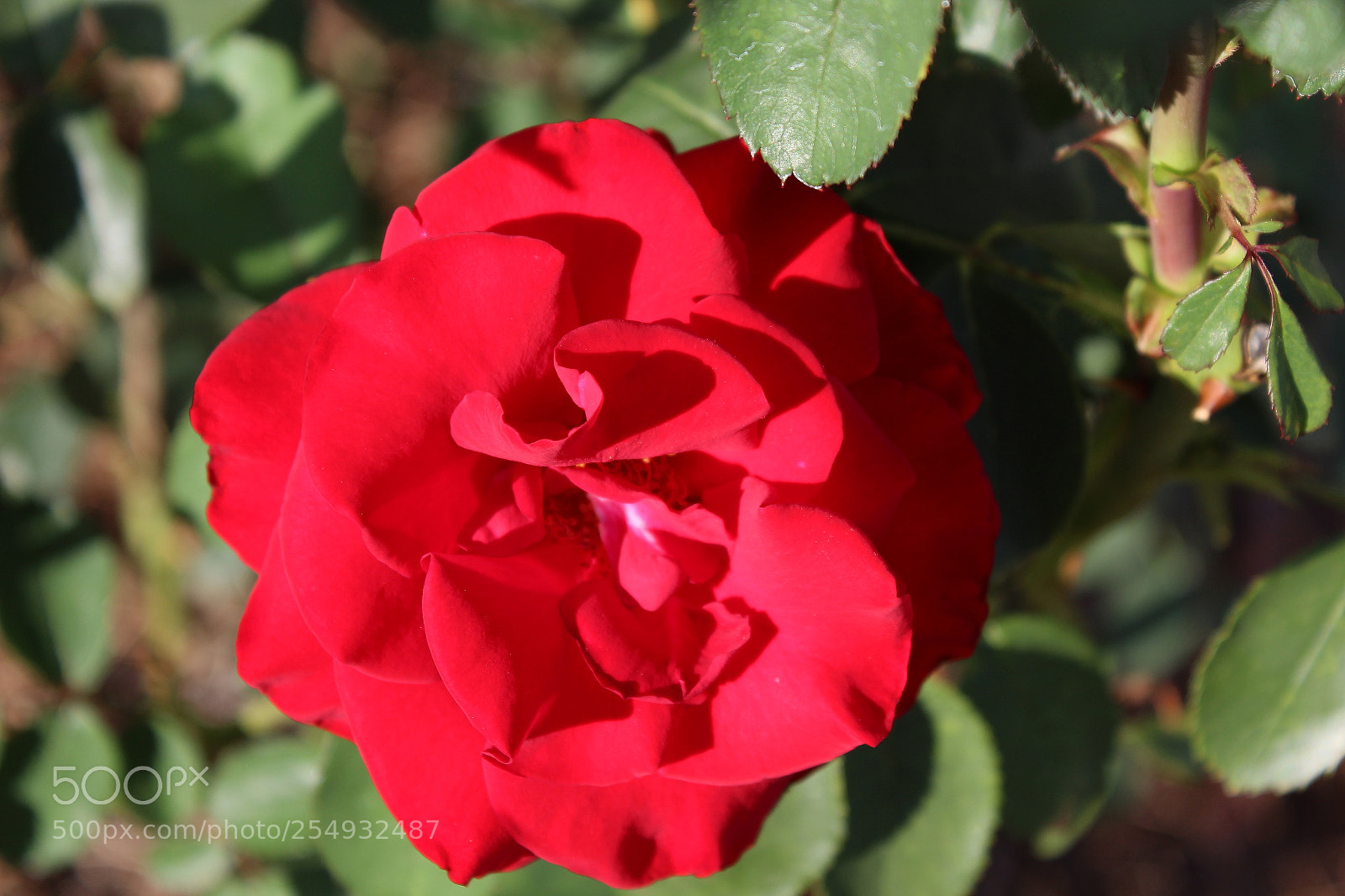 Canon EOS 1200D (EOS Rebel T5 / EOS Kiss X70 / EOS Hi) sample photo. Bloom'in red photography