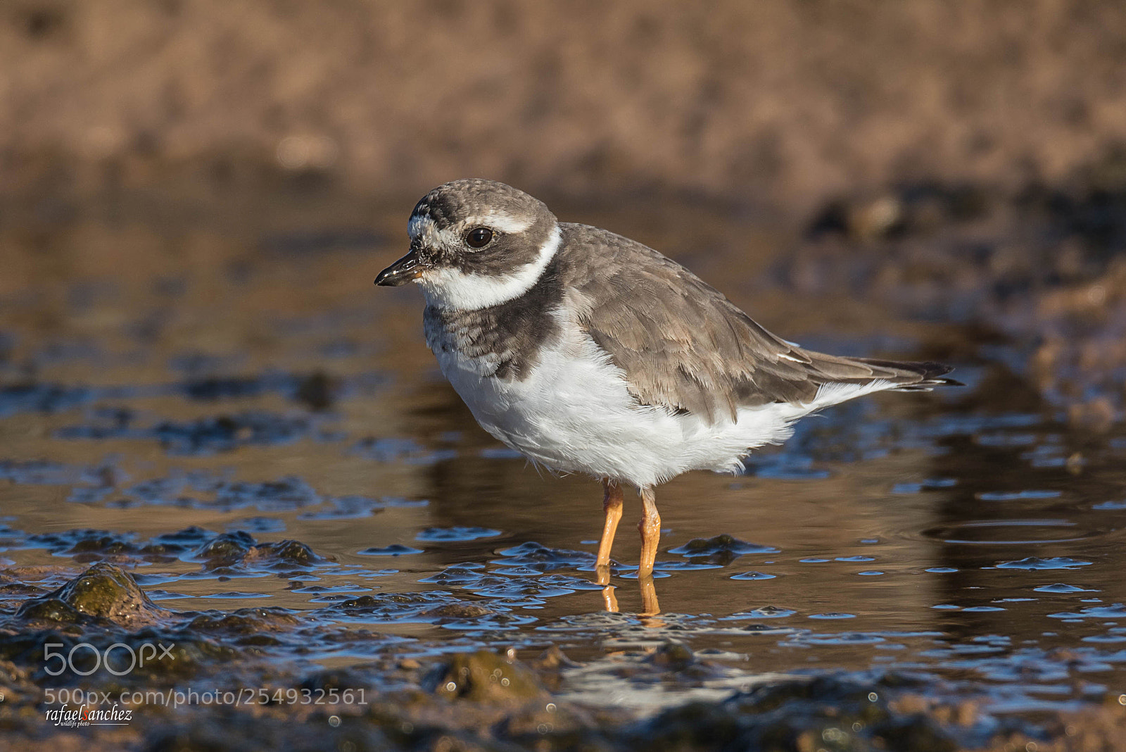Canon EOS 7D Mark II sample photo. Chorlitejo charadrius photography