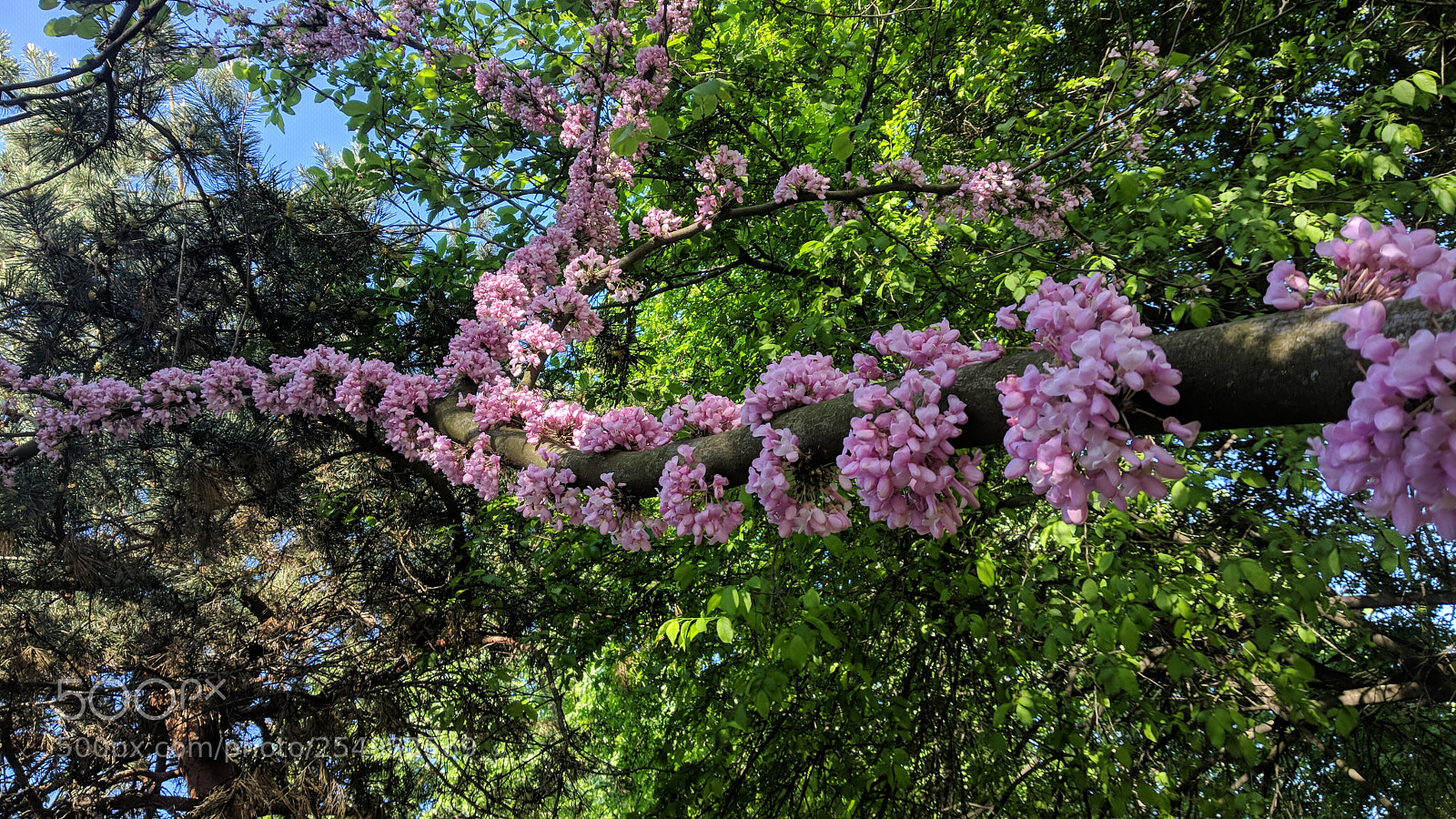 Xiaomi Mi A1 sample photo. Spring time. photography