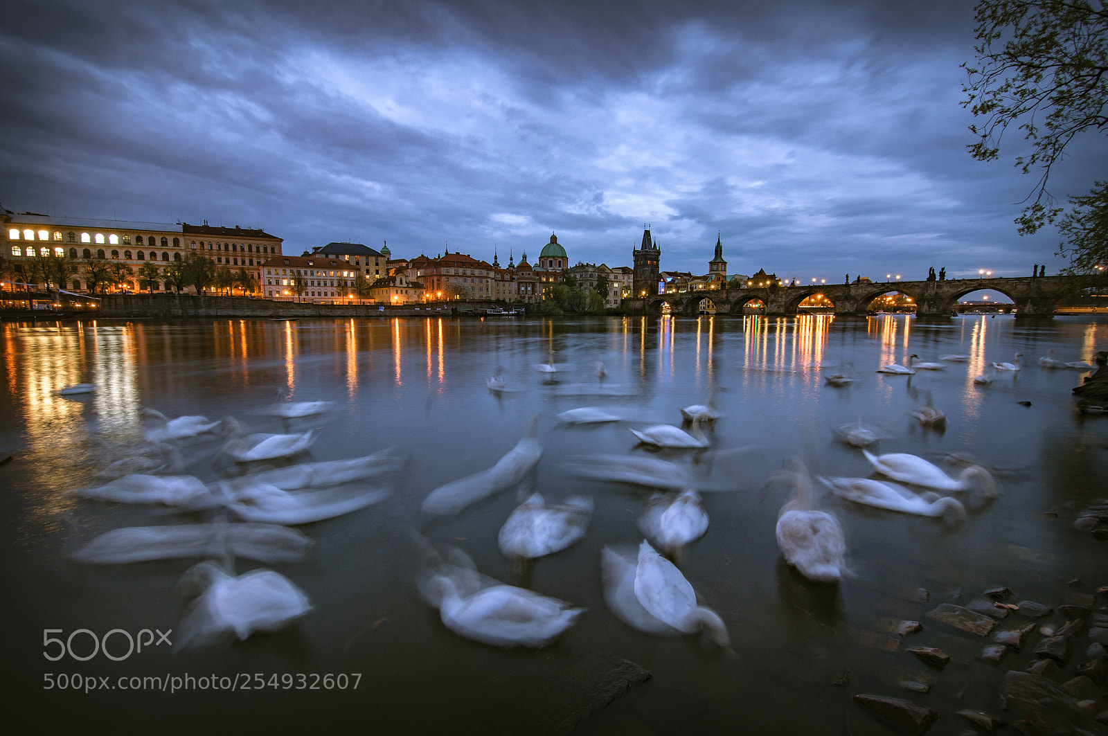 Nikon D300 sample photo. Swan lake photography