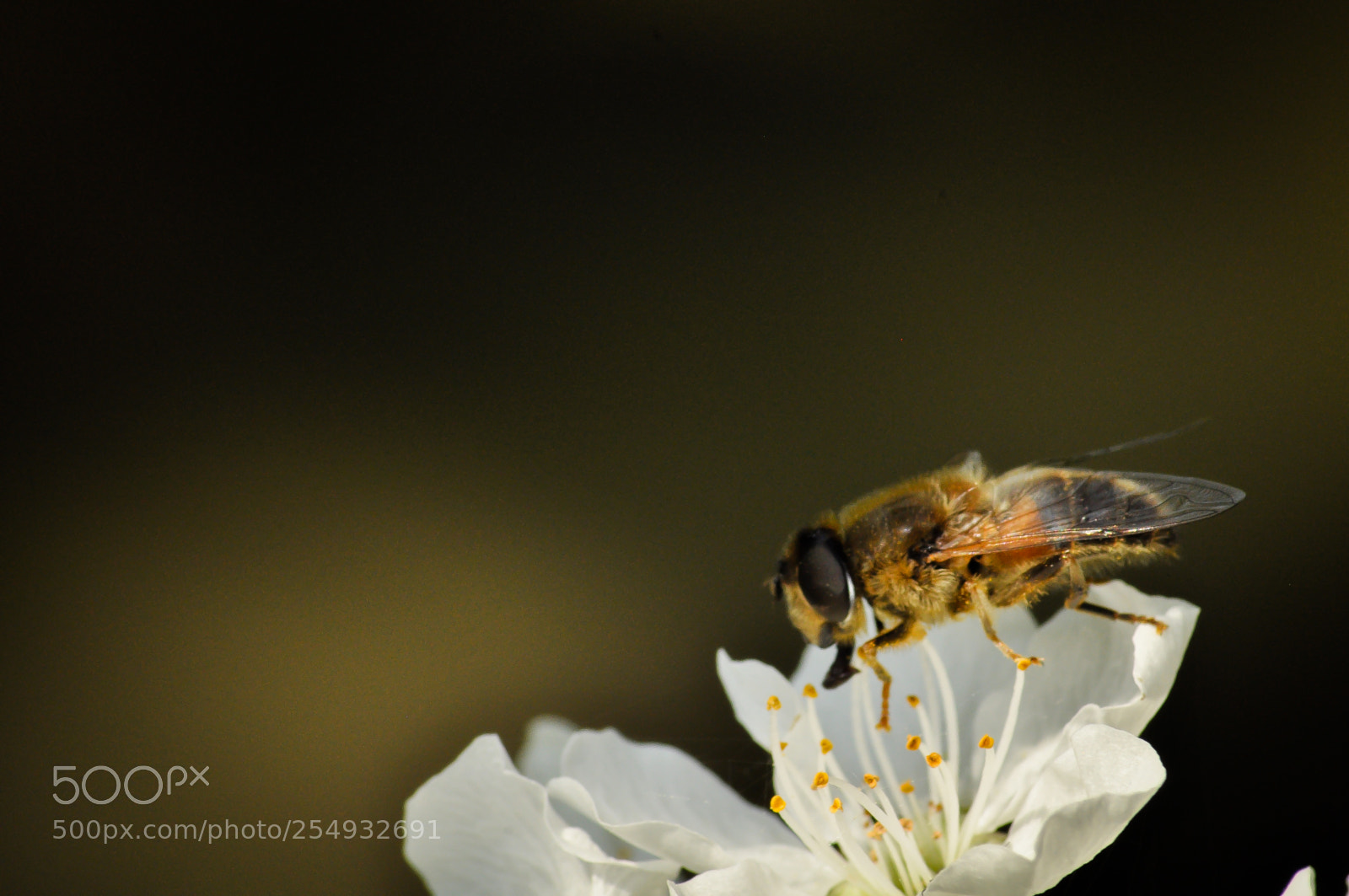 Nikon D5000 sample photo. Wasp on blossem photography