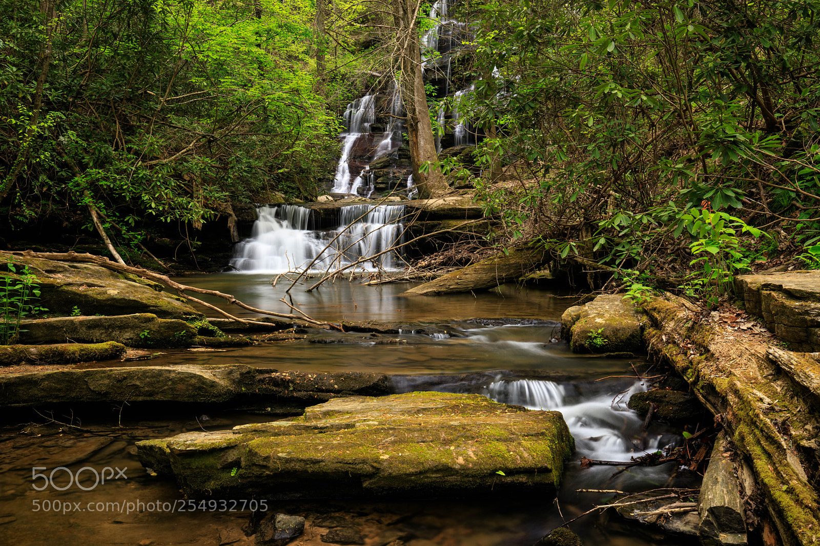 Canon EOS 6D Mark II sample photo. Yellow branch falls photography