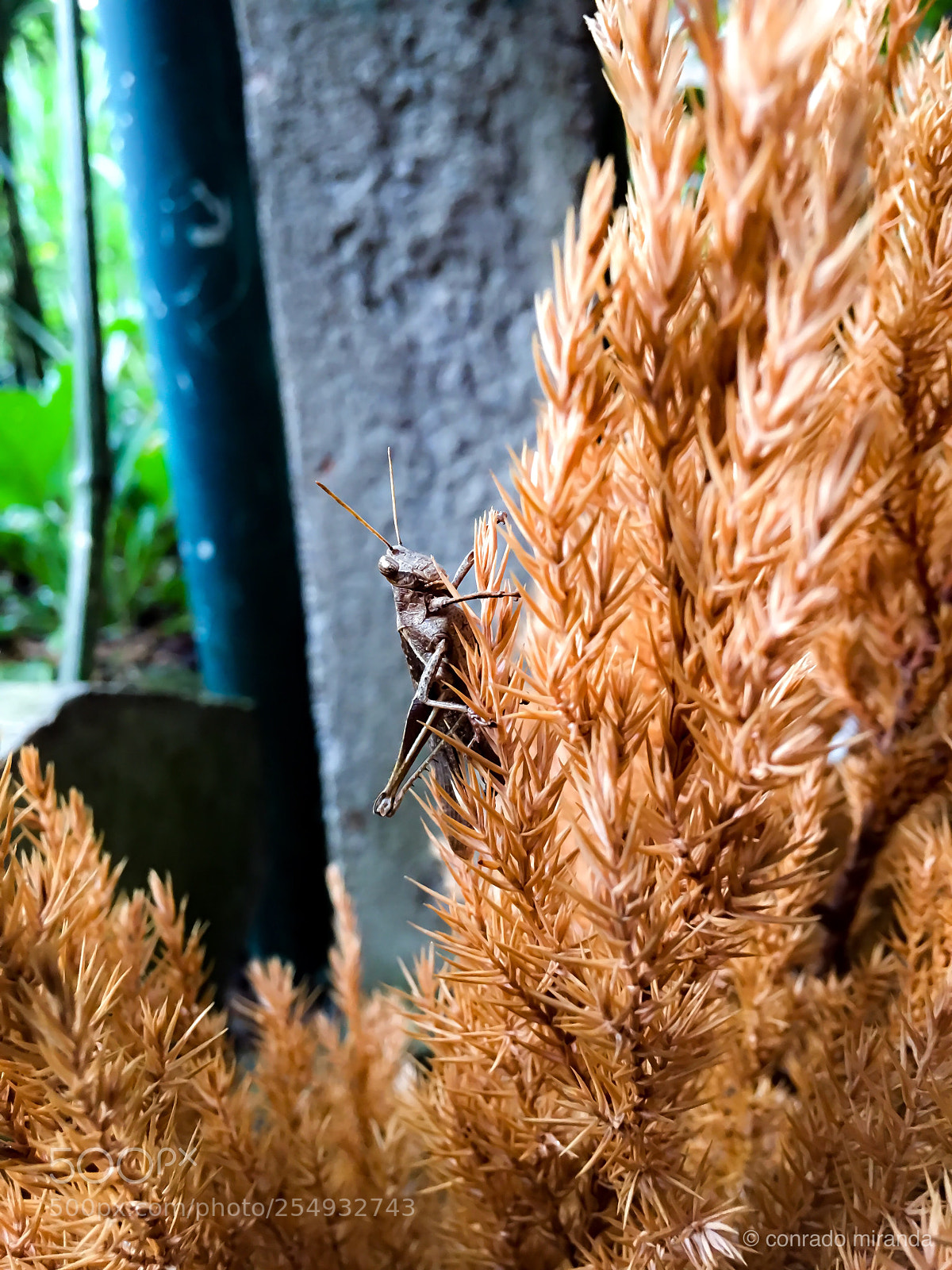Apple iPhone 6s Plus sample photo. Locust photography