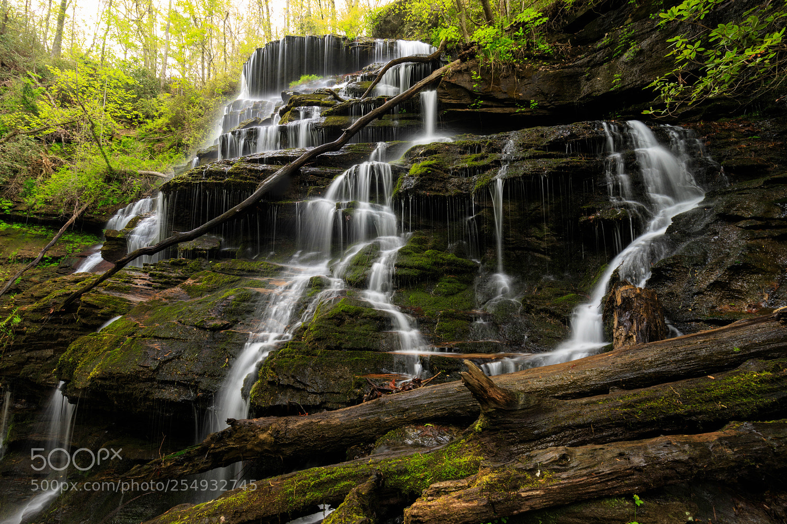 Canon EOS 6D Mark II sample photo. Yellow  branch falls photography