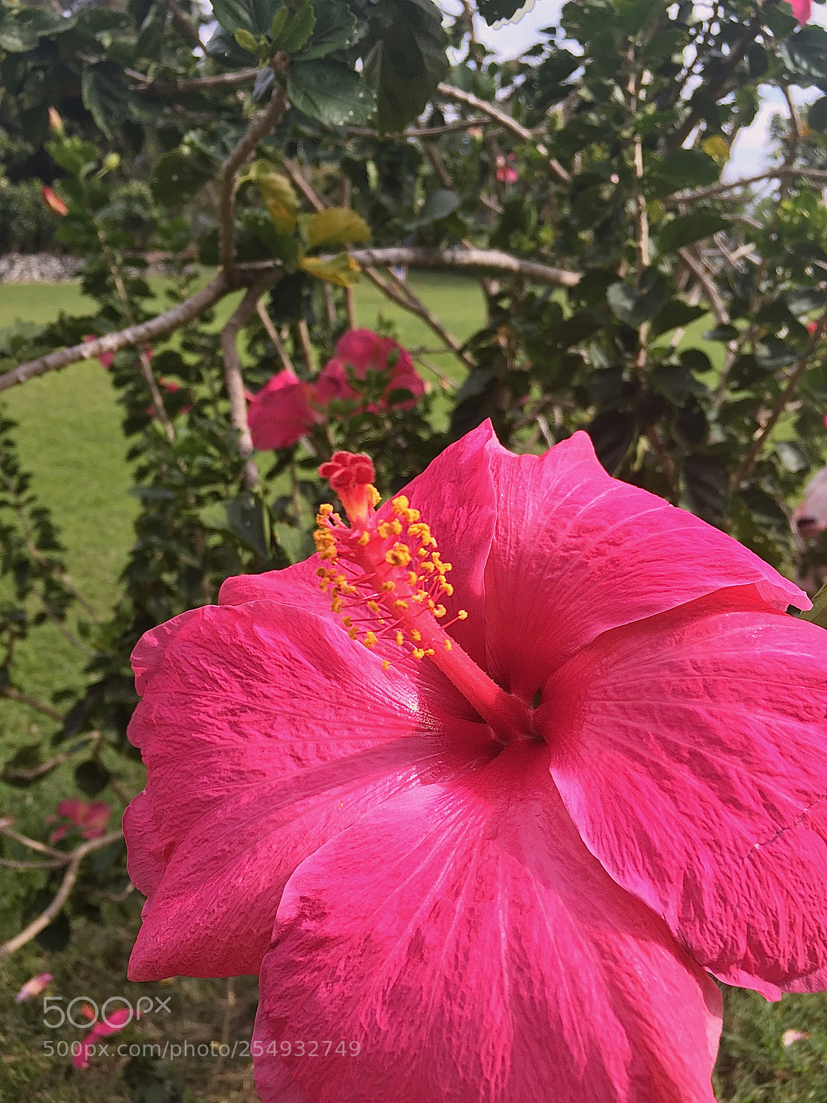 Apple iPhone 6s sample photo. Hibiscus flower in bloom photography