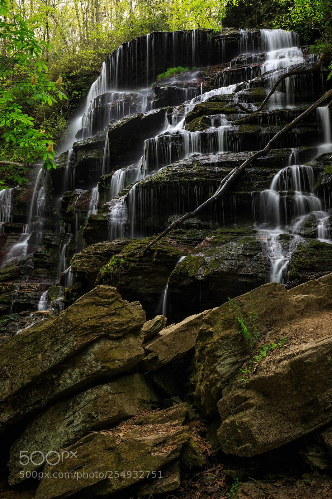Canon EOS 6D Mark II sample photo. Yellow branch falls photography