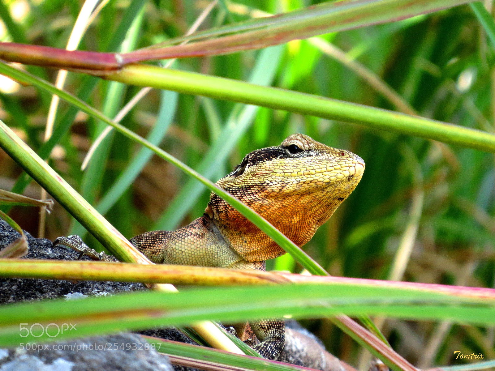 Canon PowerShot SX50 HS sample photo. Camouflage photography